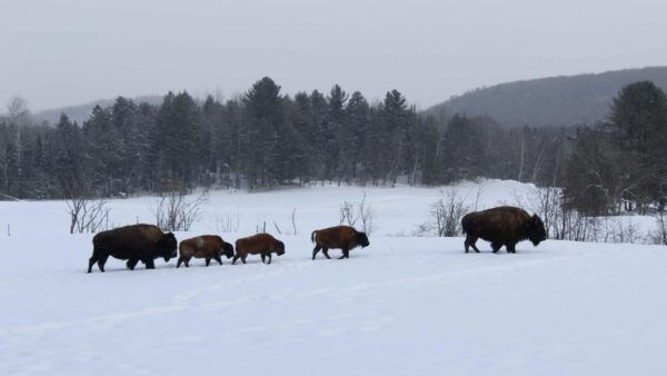 Guided Wilderness Safari: Parc Omega Heart of Wildlife - Booking and Cancellation Policy