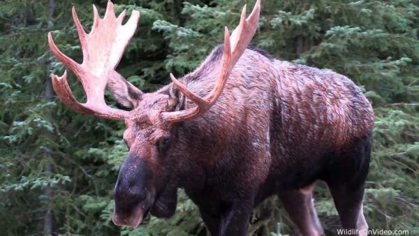 Guided Wilderness Safari: Parc Omega Heart of Wildlife - Frequently Asked Questions