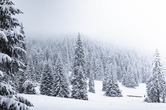 Guided Wilderness Snowshoes Expedition Tour in Rovaniemi - Group Size and Operator