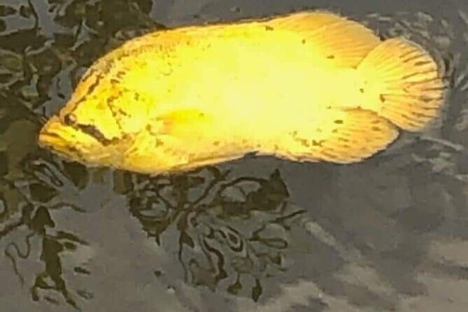 Guided Wildlife Eco Kayak Tour in New Smyrna Beach - Why Choose This Tour?