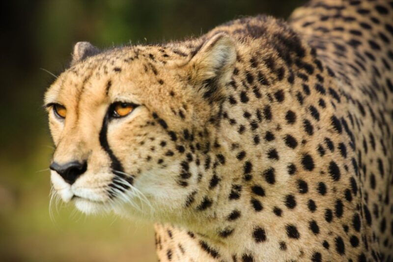 Guided Wildlife Tour and Forest Walk with Lunch Platter - Exploring the Guided Wildlife Tour and Forest Walk with Lunch Platter in South Africa