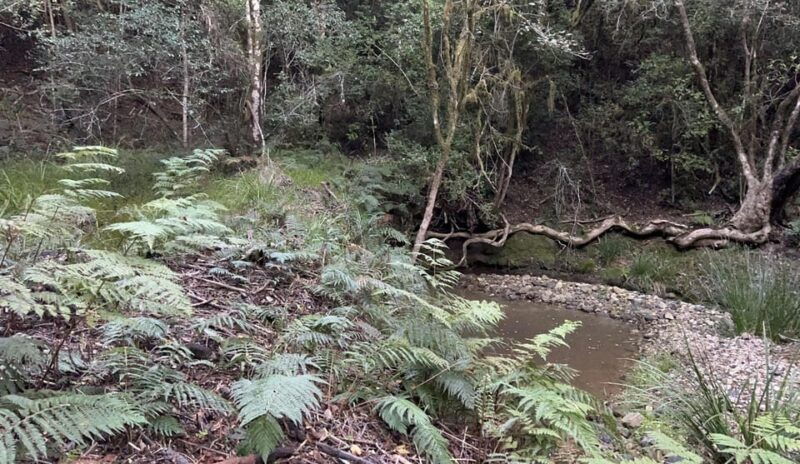 Guided Wildlife Tour and Forest Walk with Lunch Platter - Practicalities and What to Expect