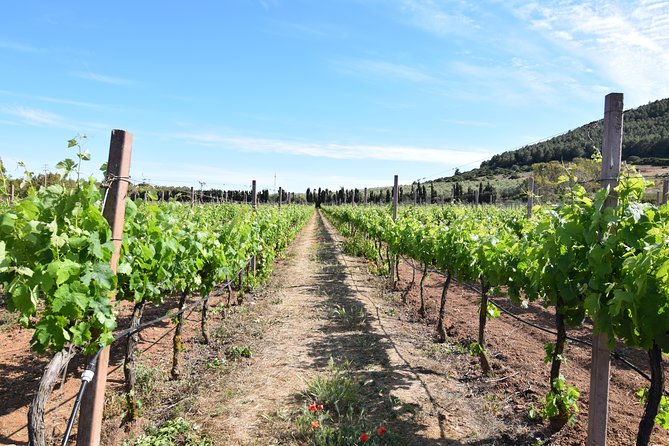 Guided Wine and Olive Oil Tasting - Cancellation Policy and Traveler Photos