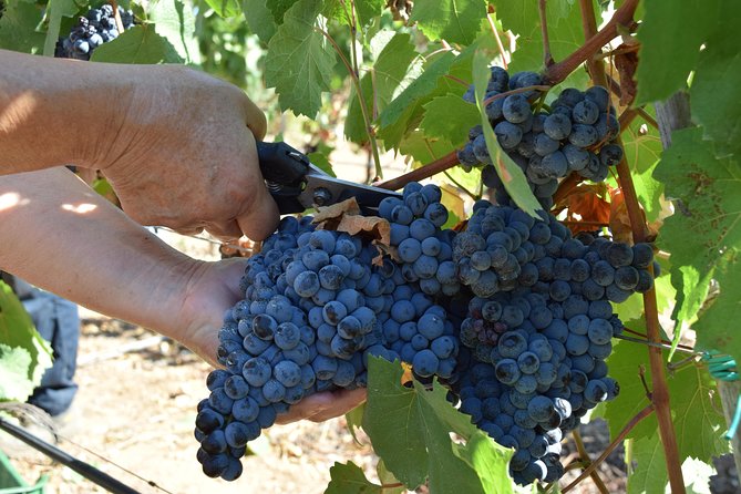 Guided Wine and Olive Oil Tasting - Reviews From Previous Participants