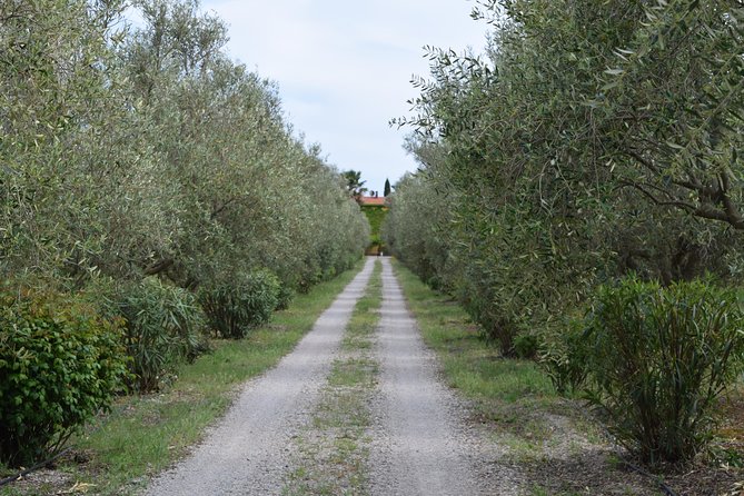 Guided Wine and Olive Oil Tasting - Directions to the Boutique Winery in Porto Conte Natural Reserve