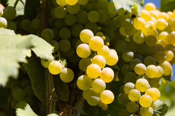 Guided Wine Making Tour in Irpinia With Tastings - Good To Know