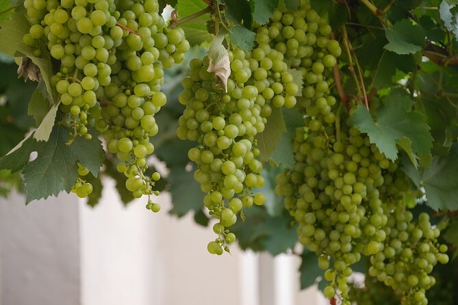 Guided Wine Making Tour in Irpinia With Tastings - Meeting Point Details