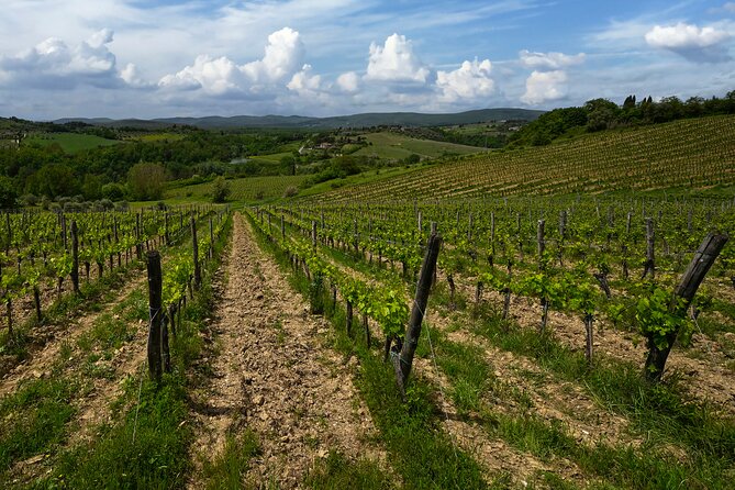 Guided Winery Tour and Wine Tasting in Siena - Reviews