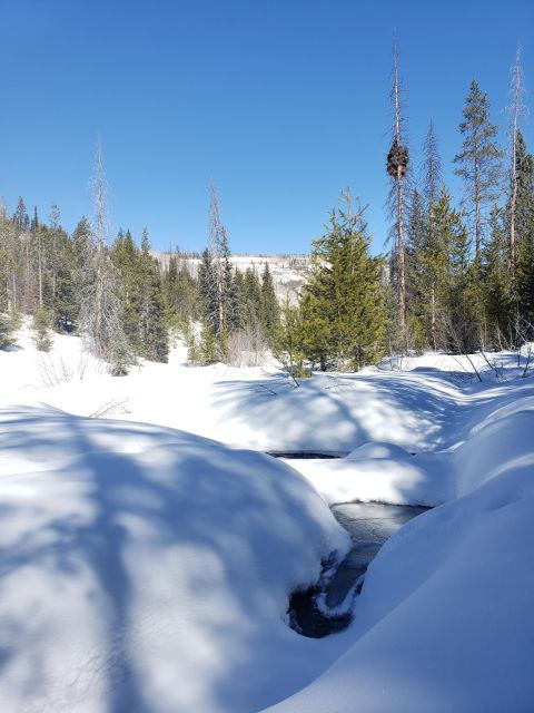 Guided Winter Uinta Forest Hike W/ Lunch Stop - Activity Details