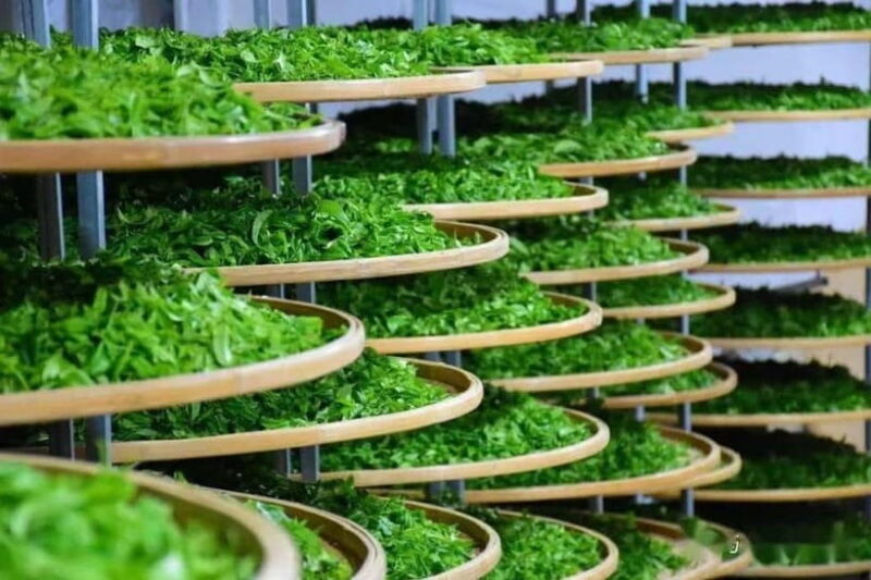 Guilin: City Tour with Elephant Hill & Ming Tea Tasting - Good To Know