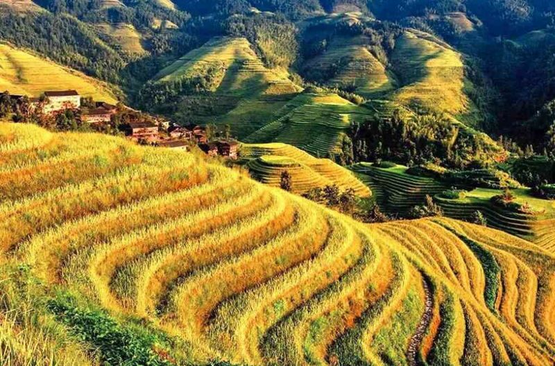 Guilin Departure Longji Terraces Pingan Zhuang Village, Changfa Village, Jinkeng Terraces 1-Day Tour - Longji’s terraces are the main event