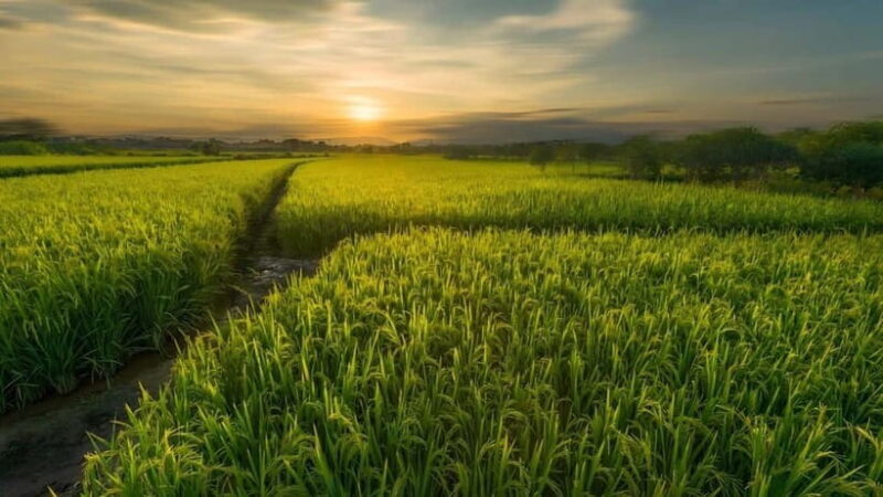 Guilin: Huixian Wetland Boat Ride & Glass Fields Tour - Good To Know