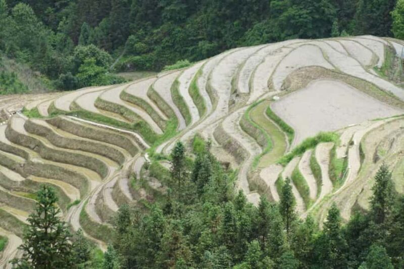 Guilin: In-Depth Longji Rice Terraces Day Trip with Lunch - What Travelers Say