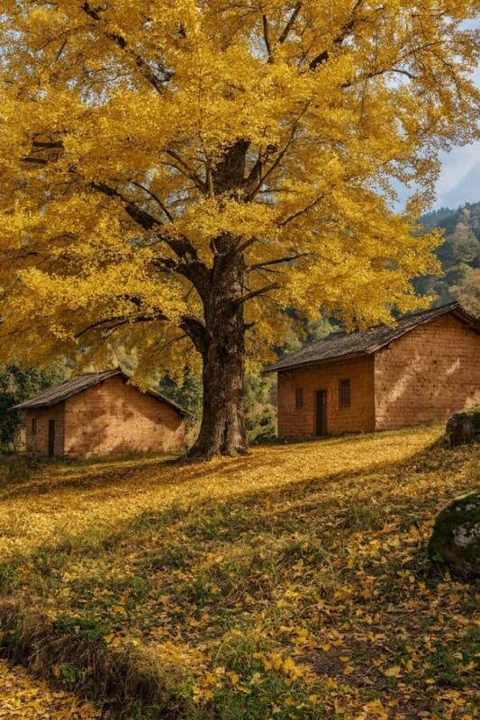 Guilin: Private Ginkgo Village and DaXu Ancient Town Tour - An in-depth look at the tour experience