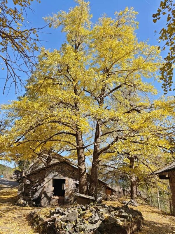 Guilin: Private Ginkgo Village and DaXu Ancient Town Tour - Who is this tour best suited for?