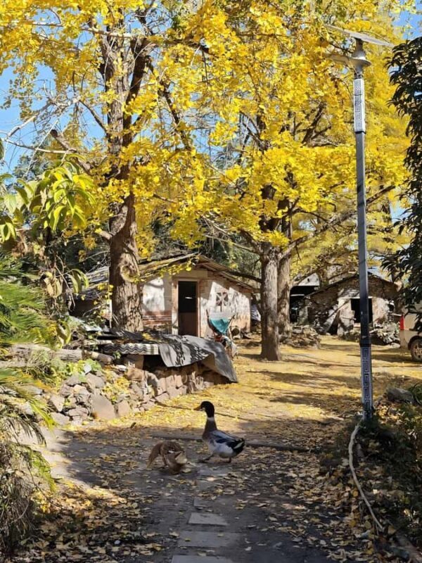 Guilin: Private Ginkgo Village and DaXu Ancient Town Tour - The Sum Up