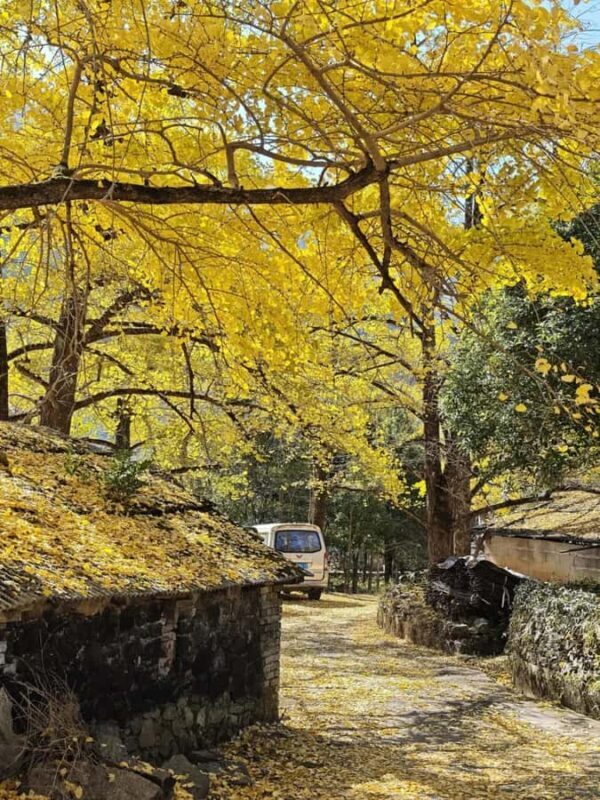 Guilin: Private Ginkgo Village and DaXu Ancient Town Tour - FAQ