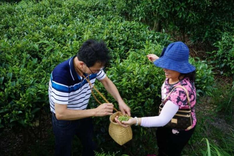 Guilin:Tea Picking and Processing at Qixian Peak Scenic Area - Good To Know