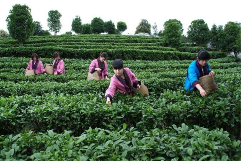 Guilin:Tea Picking and Processing at Qixian Peak Scenic Area - Introduction: What to Expect from Guilin’s Tea Experience