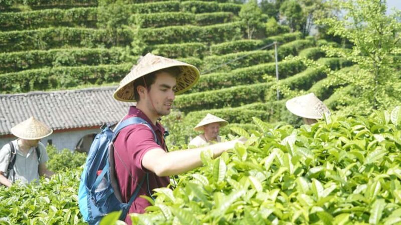 Guilin:Tea Picking and Processing at Qixian Peak Scenic Area - The Tea Picking Experience: Connecting with Nature