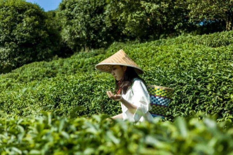 Guilin:Tea Picking and Processing at Qixian Peak Scenic Area - Practical Details and Value