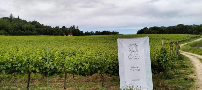 Guimarães: Private Wine Tasting - Guided Vineyard Tour