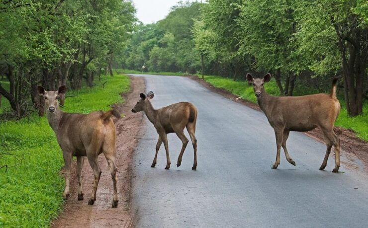 Gujarat: Devalia Park ( Devaliya ) Guided Jeep Safari - Booking and Pricing Details