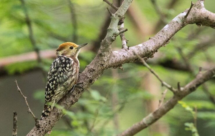 Gujarat: Devalia Park ( Devaliya ) Guided Jeep Safari - Itinerary Overview