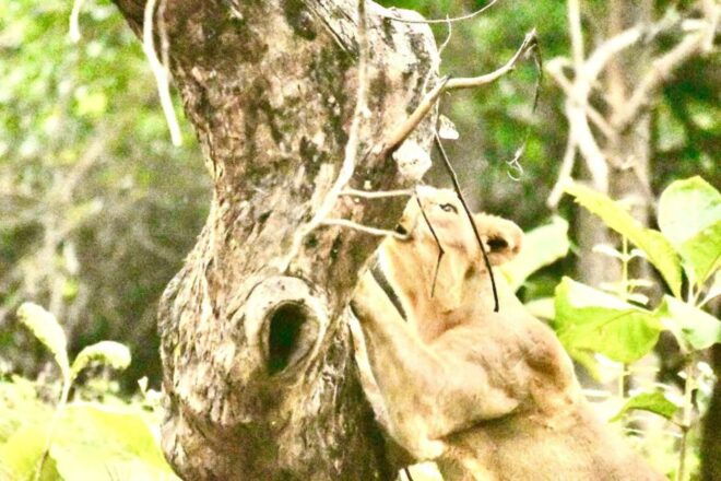 Gujarat: Gir National Park Guided Jeep Safari - Key Features of Gir National Park