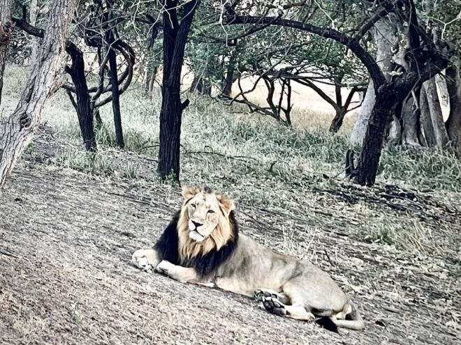 Gujarat: Gir National Park Guided Jeep Safari - Important Information for Visitors