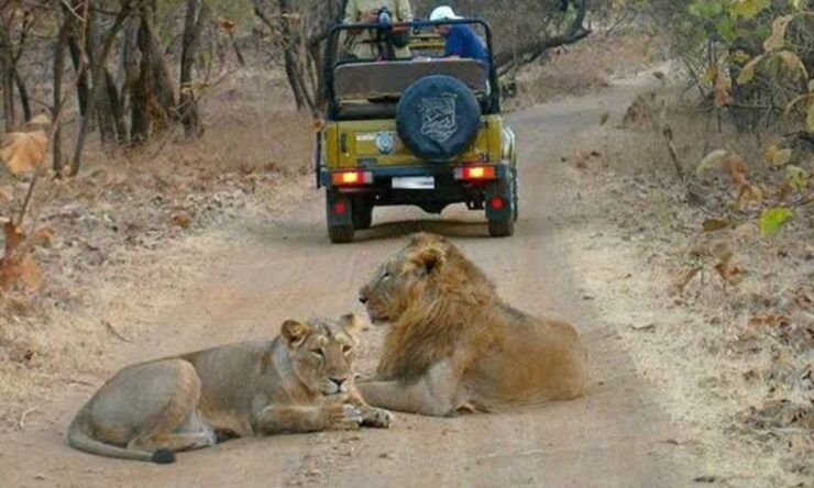 Gujarat: Gir National Park Guided Jeep Safari - Free Cancellation and Flexible Payment Options