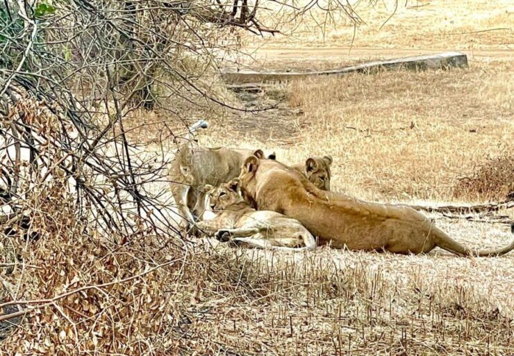 Gujarat: Gir National Park Guided Jeep Safari - Itinerary and Starting Location Details