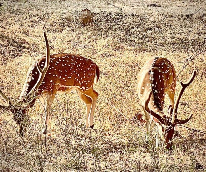 Gujarat: Gir National Park Guided Jeep Safari - Highlights of the Gir National Park Experience