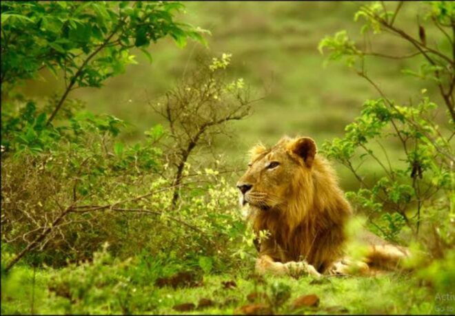 Gujarat: Gir National Park Guided Jeep Safari - Key Features of Gir National Park
