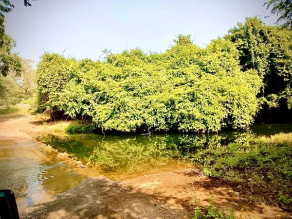 Gujarat: Gir National Park Guided Jeep Safari - Common Questions