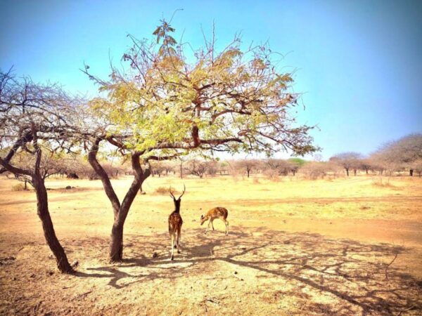 Gujarat: Gir National Park Guided Jeep Safari - The Sum Up