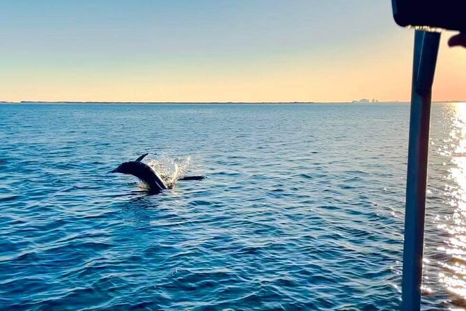 Gulf Breeze Dolphin Tour Around Pensacola Beach - Pricing and Booking