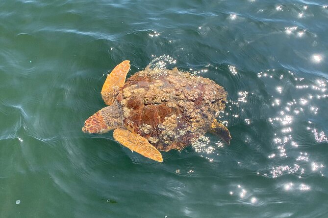 Gulf Breeze Dolphin Tour Around Pensacola Beach - The Sum Up