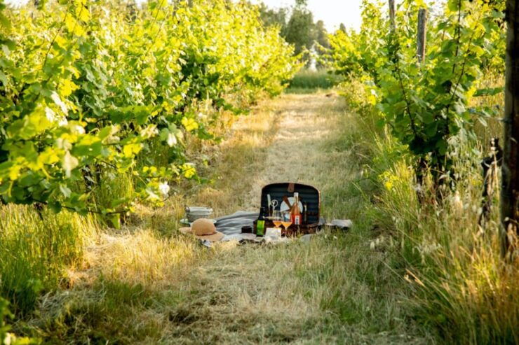 Gulf of Baratti & Populonia: E-Bike Tour + Shuttle Service - Good To Know