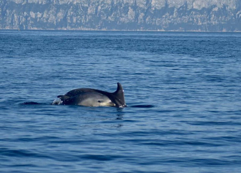 Gulf of Olbia: Dolphin watching by dinghy - The Experience: From Booking to the Boat