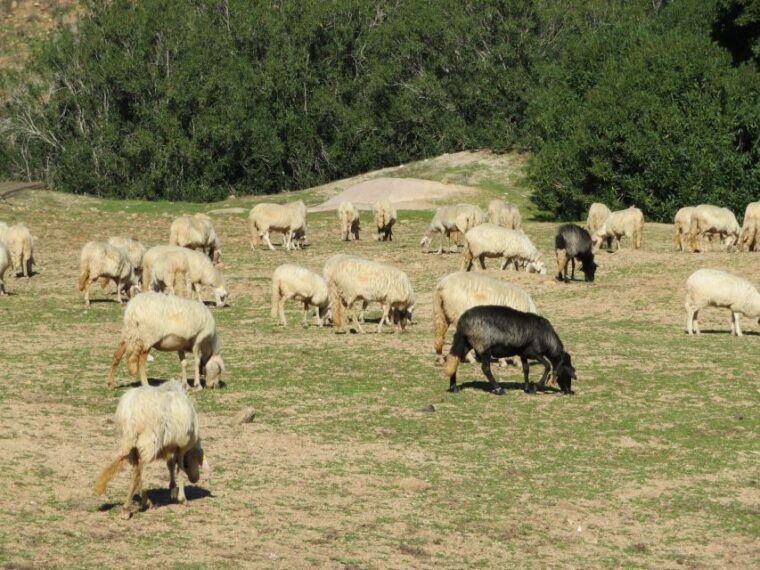 Gulf of Orosei: 4X4 Tour Between Mountains & Beaches - Preparation and What to Bring