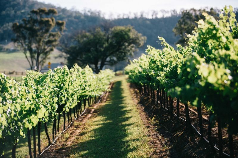 Gundog Estate Wine Tasting Experience in Hunter Valley - What You Taste in 60 Minutes