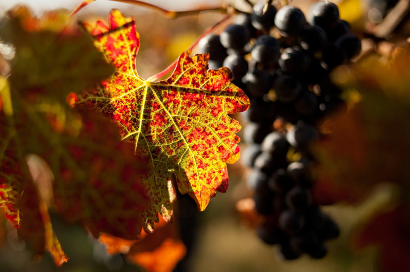 Gundog Estate Wine Tasting Experience in Hunter Valley - Booking Details to Keep in Mind