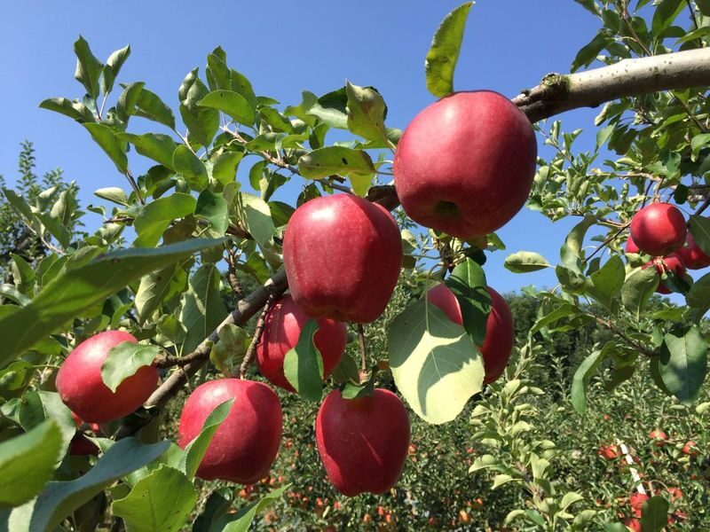 Gunma Day Trip: Autumn Fukiware Falls Maple Viewing/Winter Tambara Ski Park Snow Play & Fruit Picking Experience (Departing from Shinjuku, Tokyo) - Fruit picking and lunch at Harada Farm