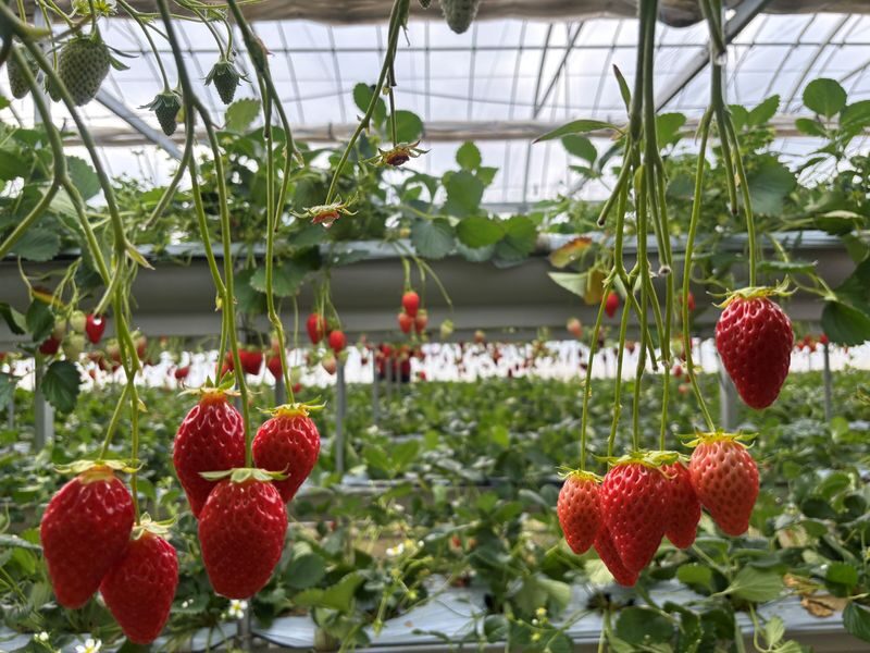Gunma Day Trip: Autumn Fukiware Falls Maple Viewing/Winter Tambara Ski Park Snow Play & Fruit Picking Experience (Departing from Shinjuku, Tokyo) - Tambara in lavender season