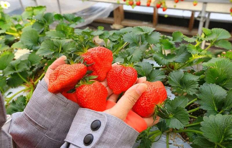 Gunma Rural Fun Tour: Fukiaware Falls & Harada Farm Fruit Picking & Lavender Flower Sea/Skiing/Ikaho Onsen Day Trip (From Tokyo) - Gunma in one long day