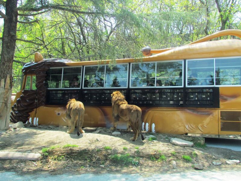 Gunma Safari Park Ticket - The safari zone makes this more than a zoo visit
