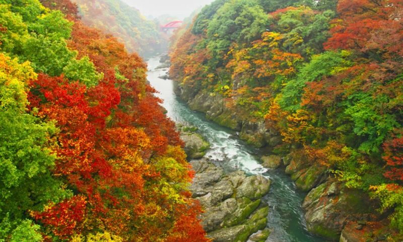 Gunma Watarase Keikoku & Takatsudo Gorge Autumn Day Tour - Ashikaga Flower Park after dark