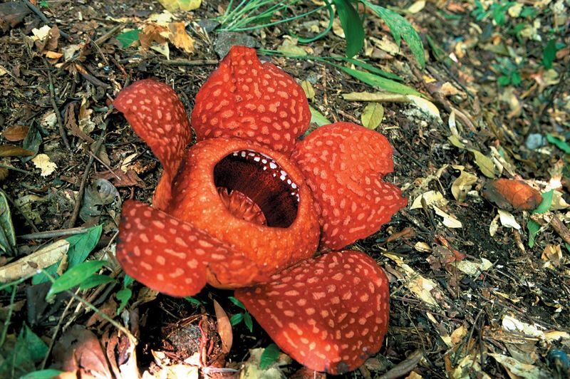 Gunung Gading National Park Day Tour in Sarawak - A rare flower makes the forest worth the trip