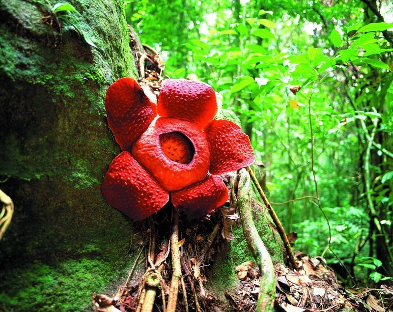 Gunung Gading National Park Day Tour in Sarawak - From Kuching to the park headquarters